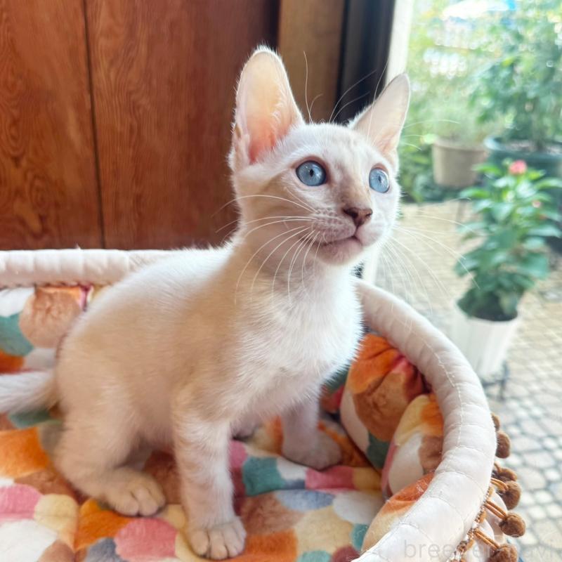 販売中の東京都のベンガル-130315の3枚目