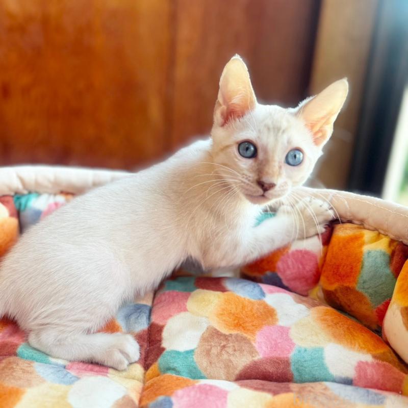 販売中の東京都のベンガル-130315の4枚目