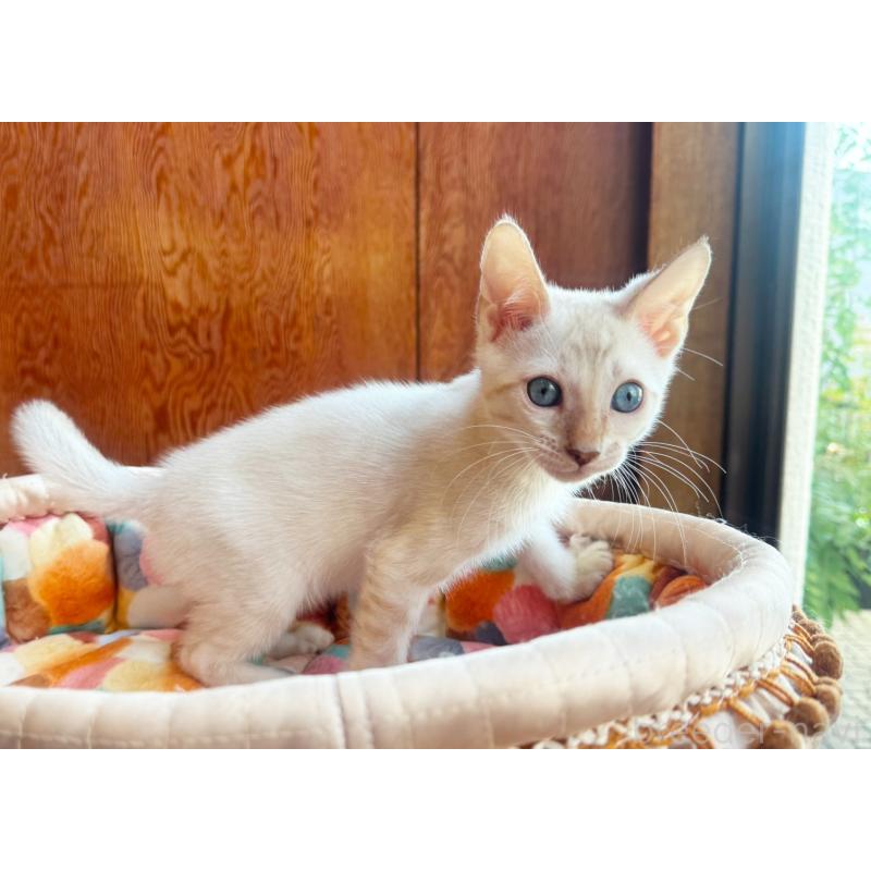 販売中の東京都のベンガル-130315の2枚目