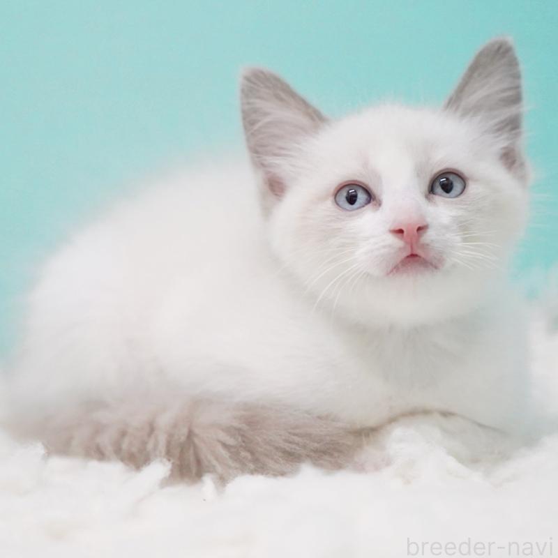 販売中の東京都のラグドール-128074の14枚目