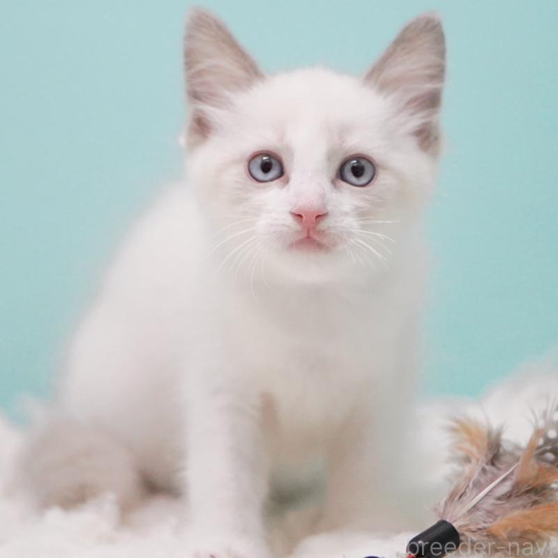 販売中の東京都のラグドール-128074の13枚目