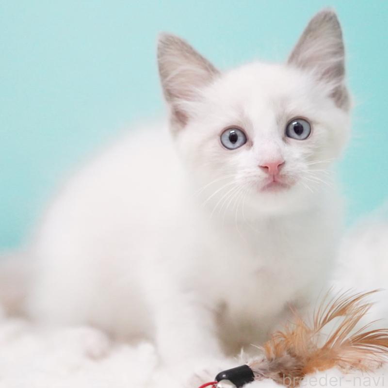 販売中の東京都のラグドール-128074の12枚目