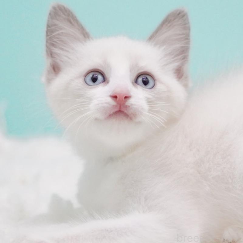 販売中の東京都のラグドール-128074の11枚目