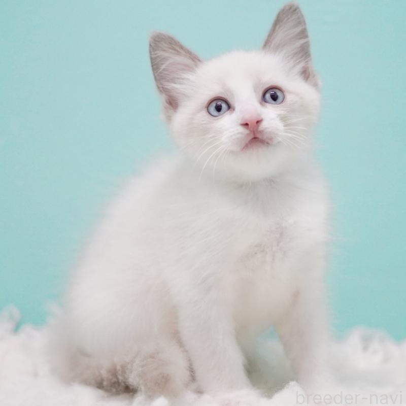 販売中の東京都のラグドール-128074の10枚目