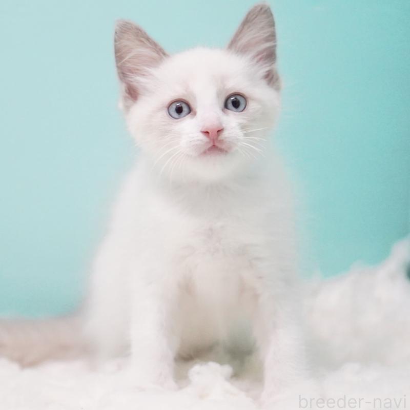 販売中の東京都のラグドール-128074の9枚目