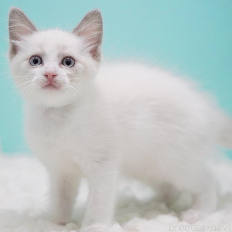 販売中の東京都のラグドール-128074の8枚目