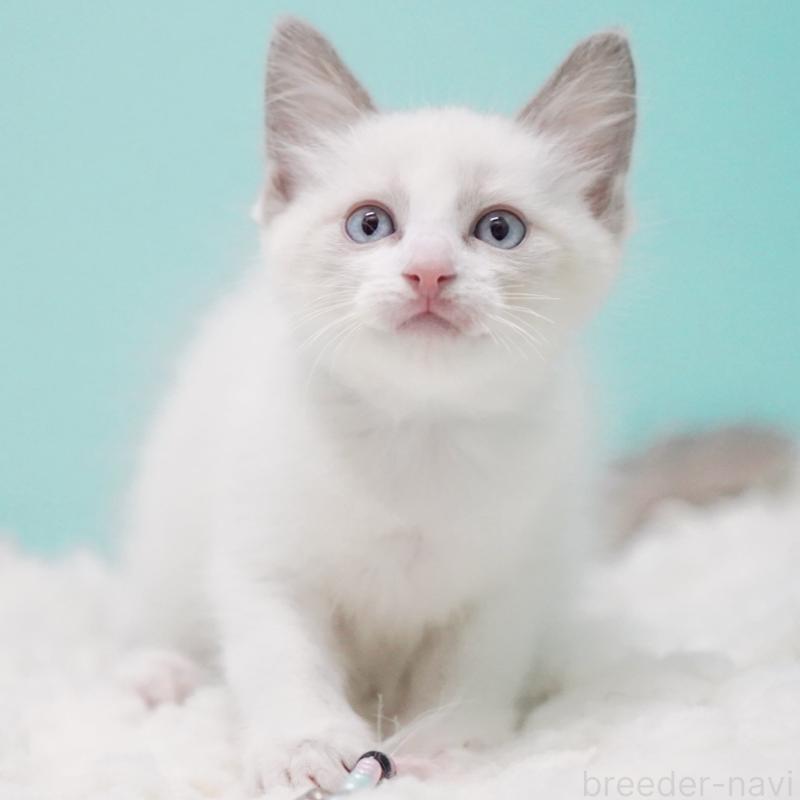 販売中の東京都のラグドール-128074の7枚目