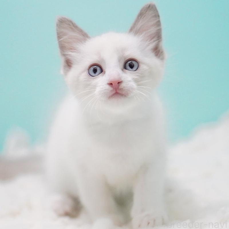 販売中の東京都のラグドール-128074の6枚目