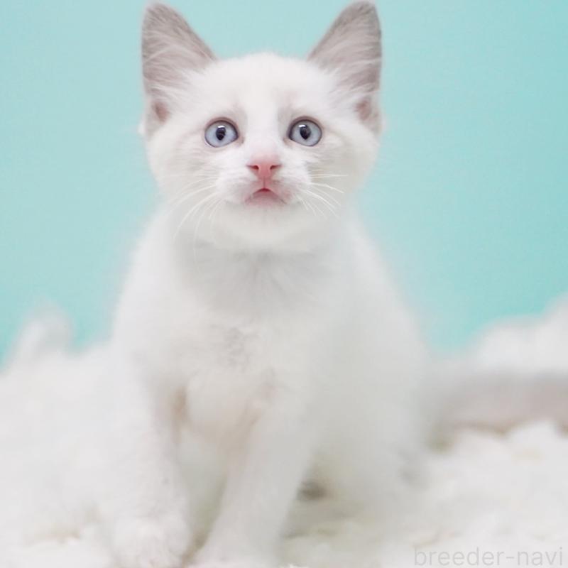 販売中の東京都のラグドール-128074の5枚目