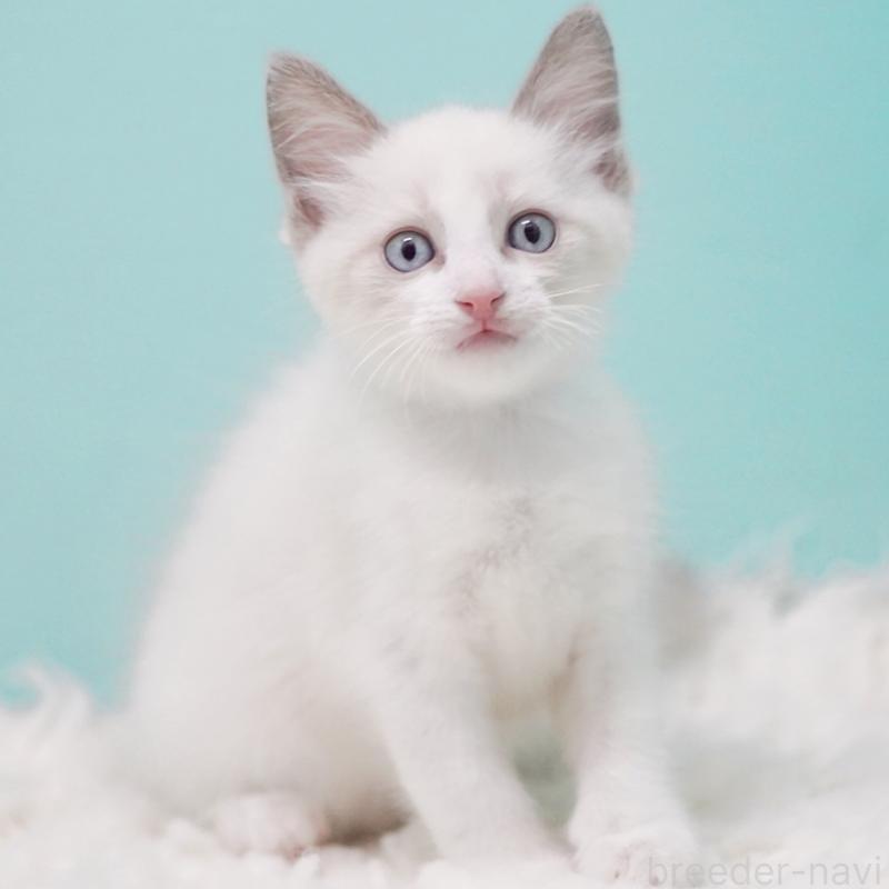 販売中の東京都のラグドール-128074の4枚目