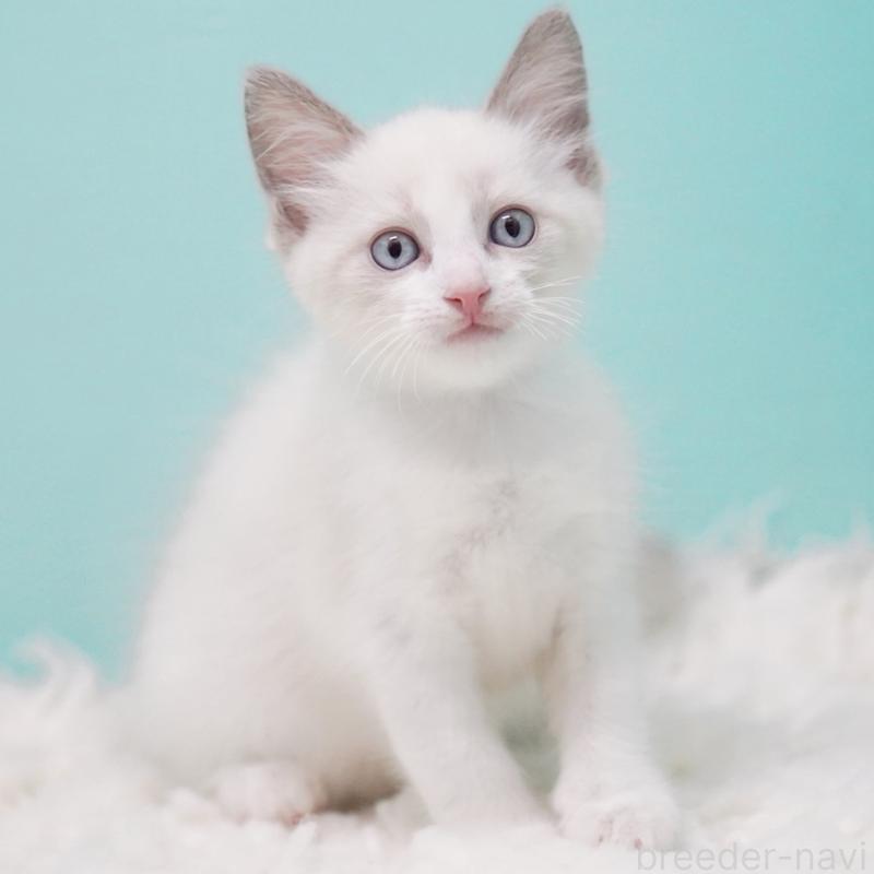 販売中の東京都のラグドール-128074の3枚目