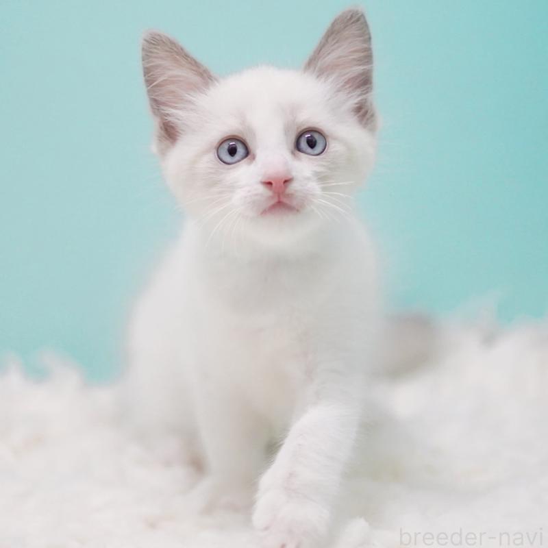 販売中の東京都のラグドール-128074の2枚目