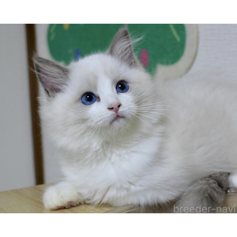 販売中の山梨県のラグドール-128444の9枚目