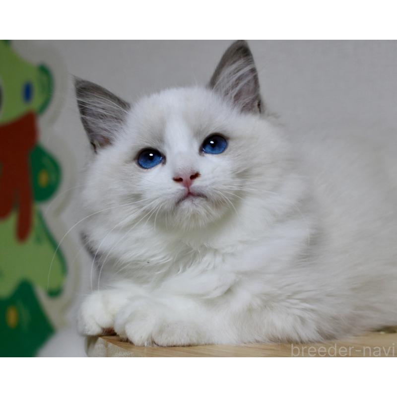 販売中の山梨県のラグドール-128444の8枚目