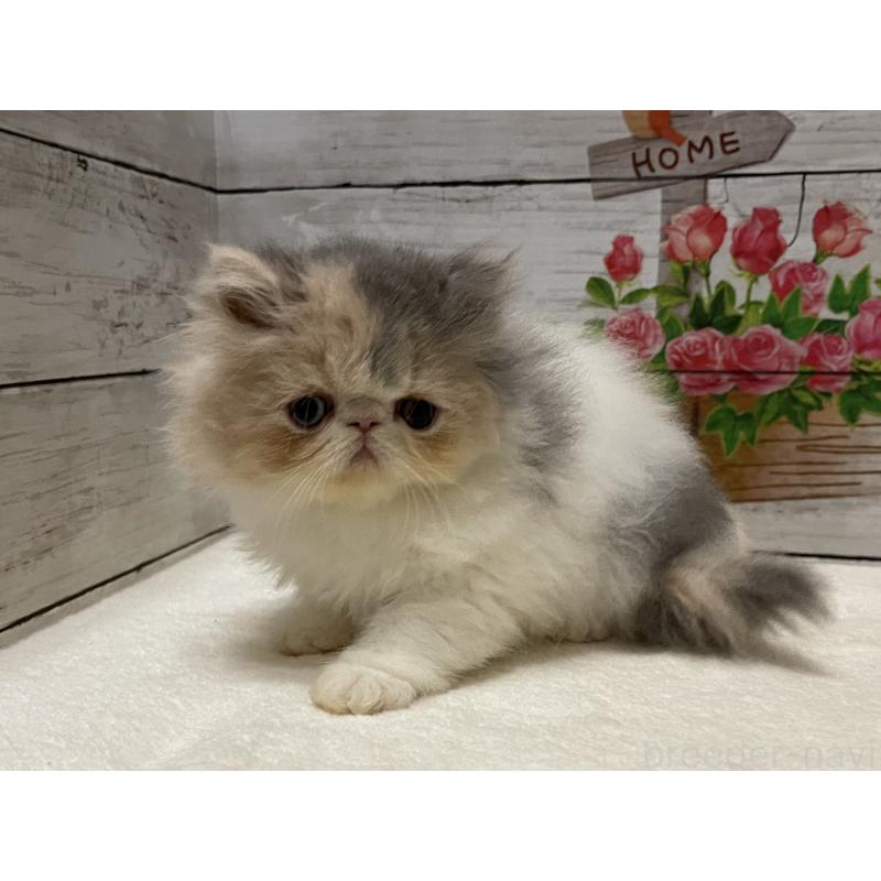 販売中の山梨県のエキゾチックロングヘア-130316の1枚目