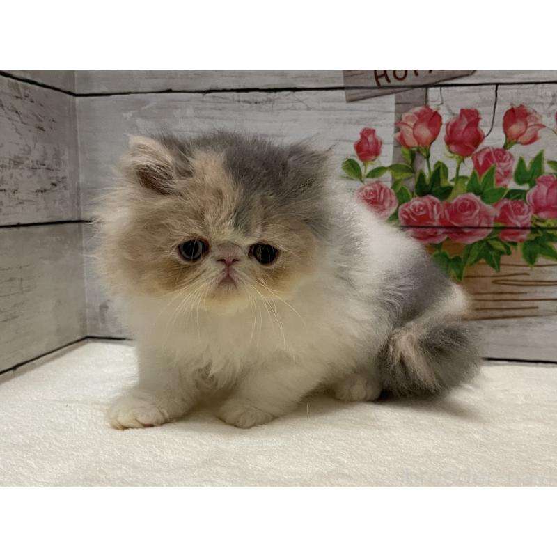 販売中の山梨県のエキゾチックロングヘア-130316の11枚目