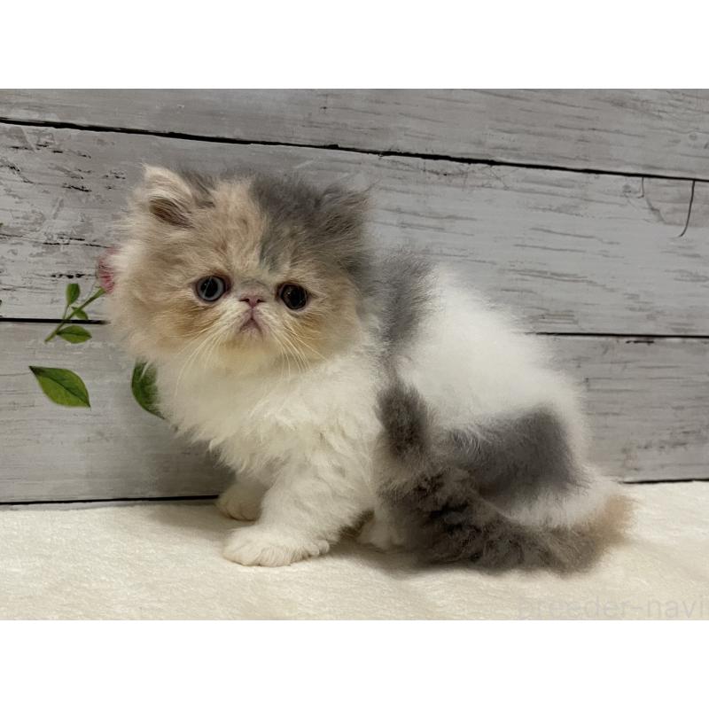 販売中の山梨県のエキゾチックロングヘア-130316の10枚目