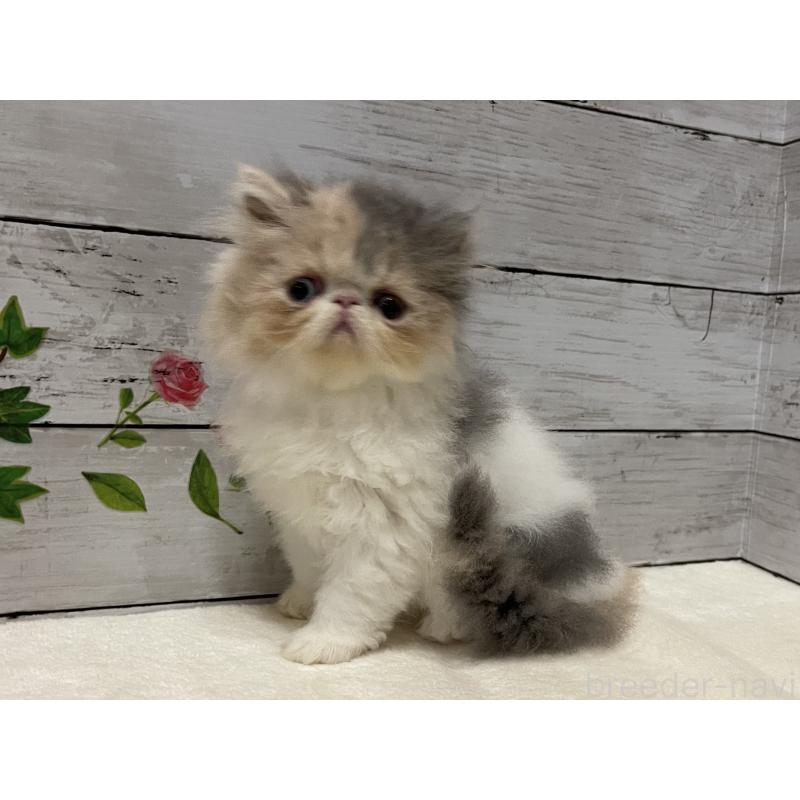 販売中の山梨県のエキゾチックロングヘア-130316の9枚目