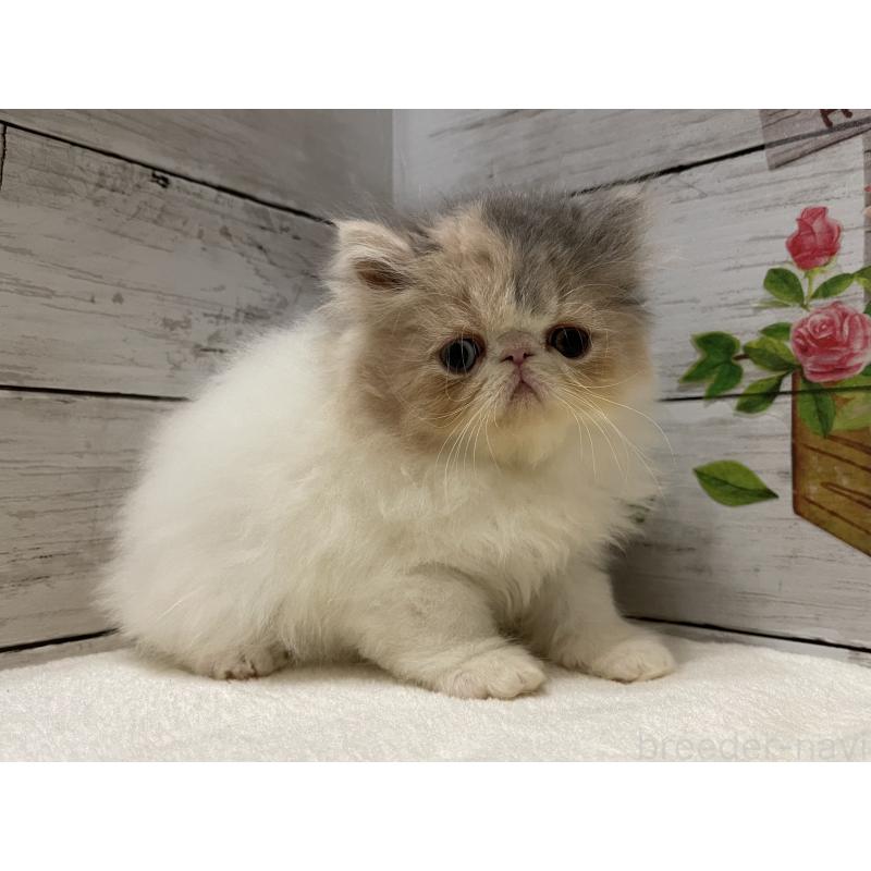 販売中の山梨県のエキゾチックロングヘア-130316の8枚目