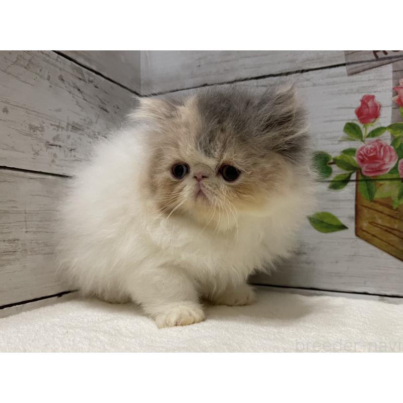 販売中の山梨県のエキゾチックロングヘア-130316の7枚目