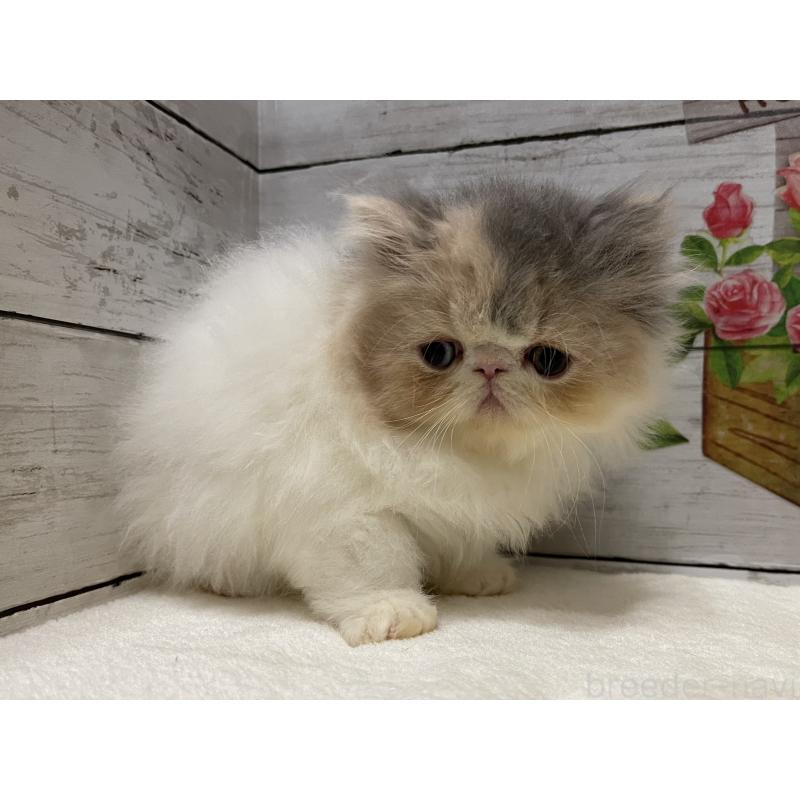 販売中の山梨県のエキゾチックロングヘア-130316の6枚目