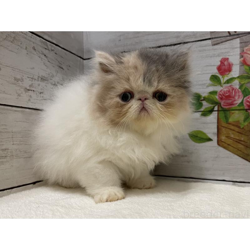 販売中の山梨県のエキゾチックロングヘア-130316の5枚目