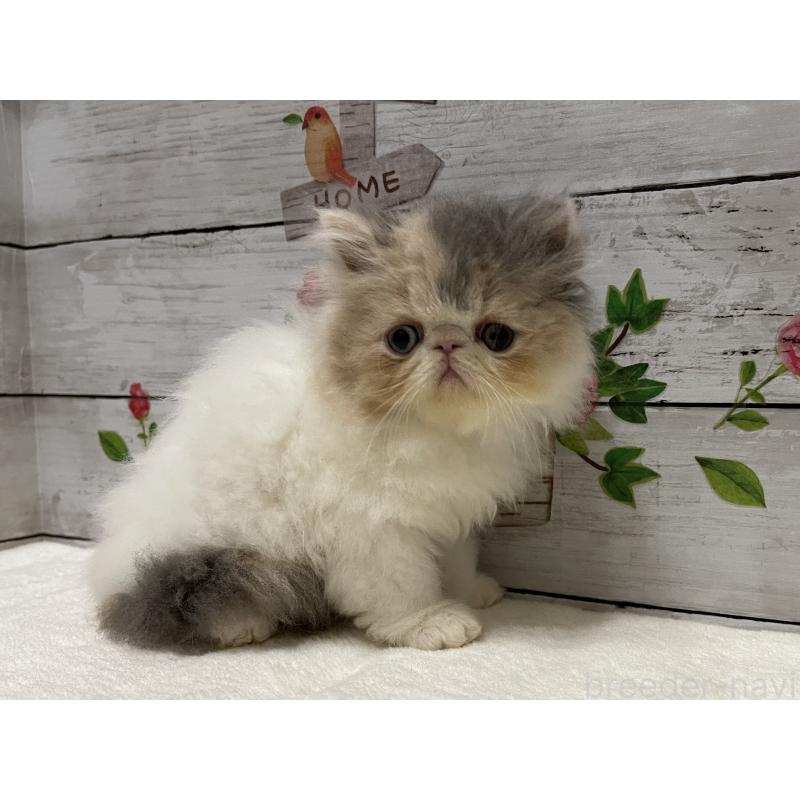 販売中の山梨県のエキゾチックロングヘア-130316の4枚目