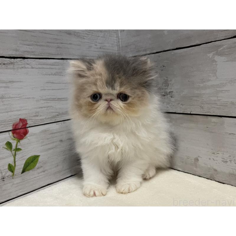 販売中の山梨県のエキゾチックロングヘア-130316の3枚目