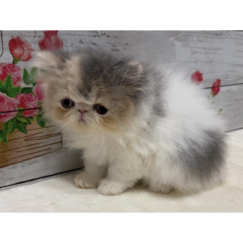 販売中の山梨県のエキゾチックロングヘア-130316の2枚目