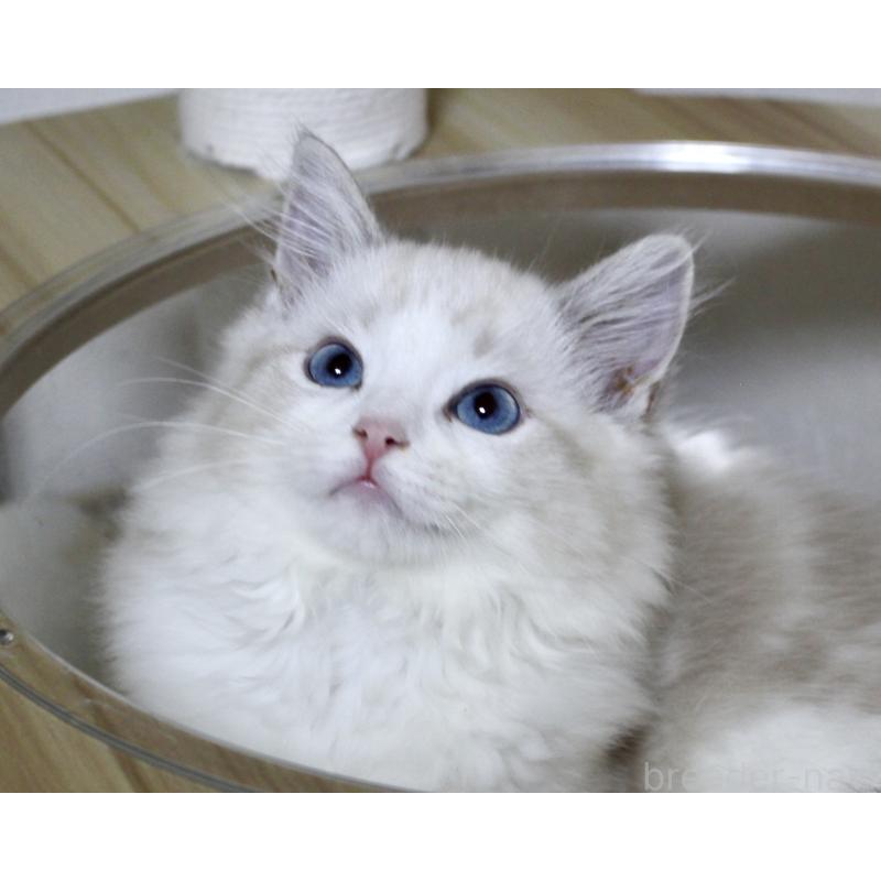 成約済の山梨県のラグドール-128131の3枚目