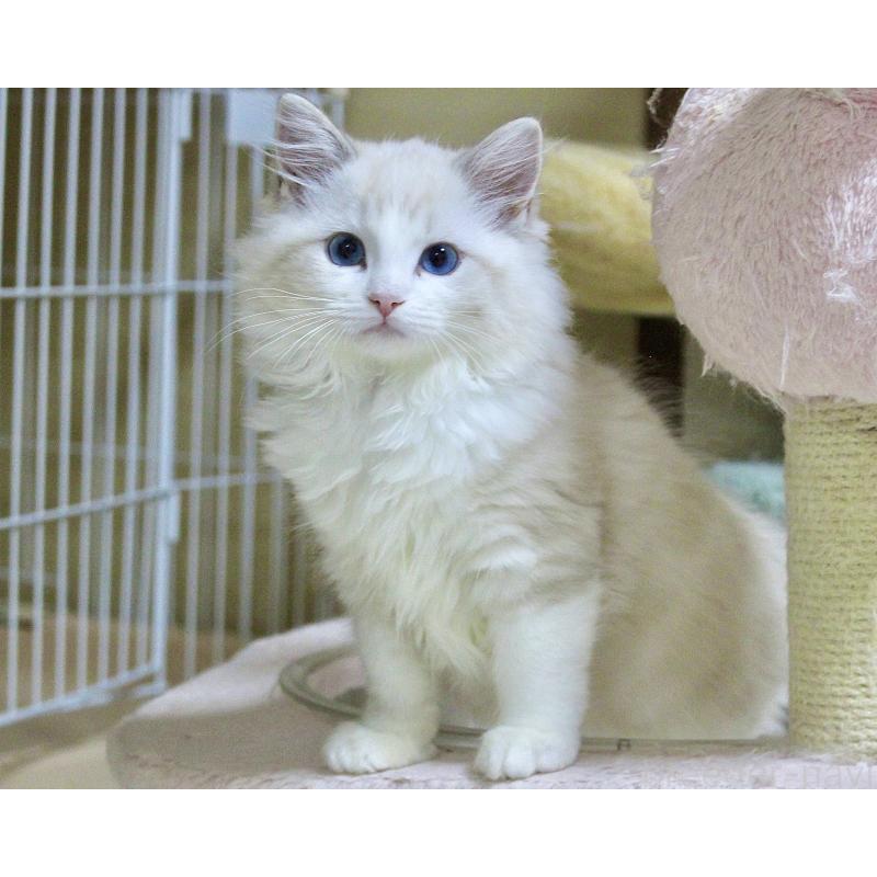 成約済の山梨県のラグドール-128131の2枚目