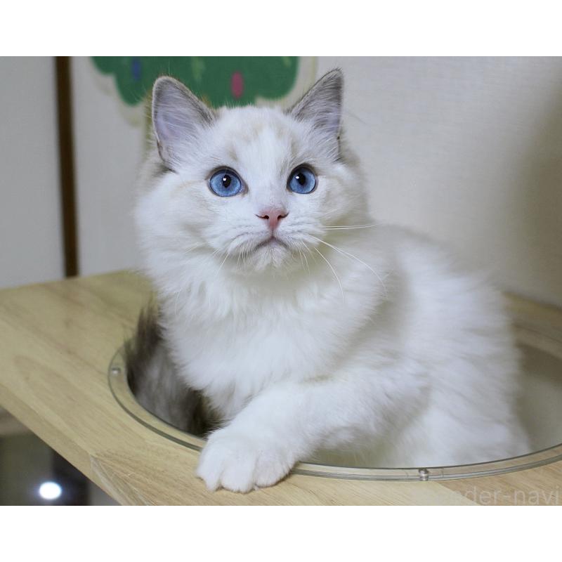 販売中の山梨県のラグドール-120017の10枚目