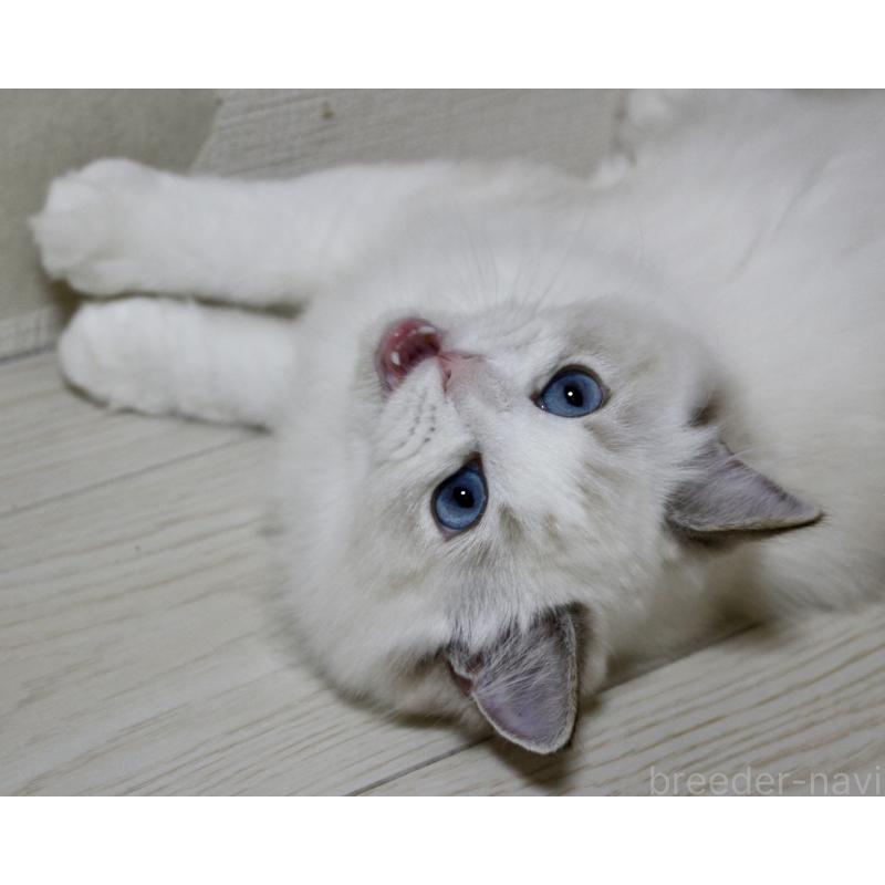 販売中の山梨県のラグドール-120017の9枚目