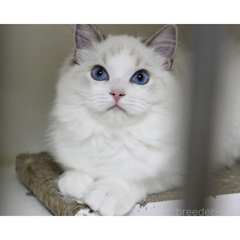 販売中の山梨県のラグドール-120017の8枚目