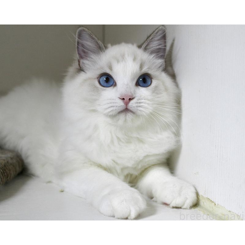 販売中の山梨県のラグドール-120017の7枚目