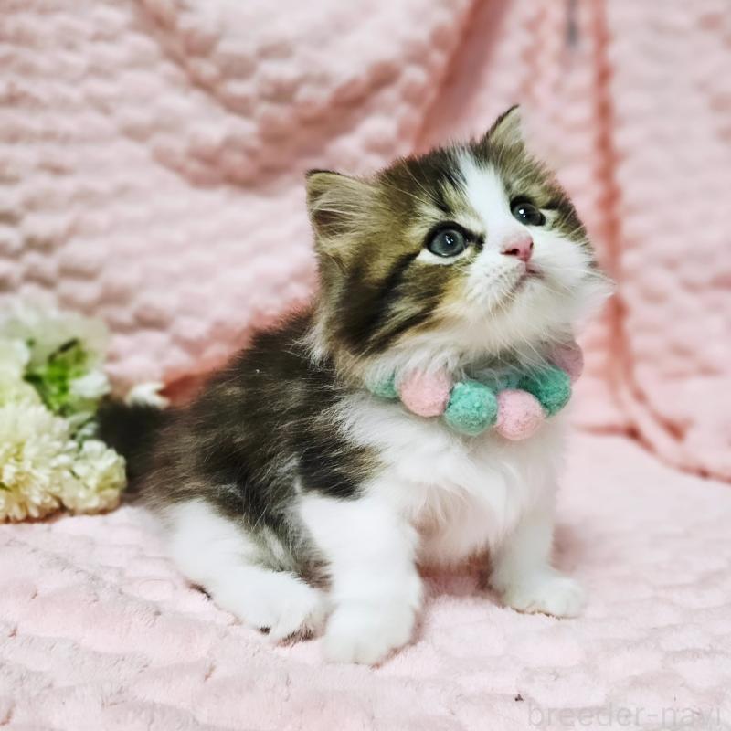 販売中の茨城県のミヌエット(短足)-130239の17枚目