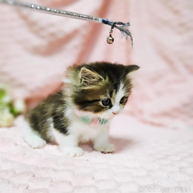 販売中の茨城県のミヌエット(短足)-130239の16枚目