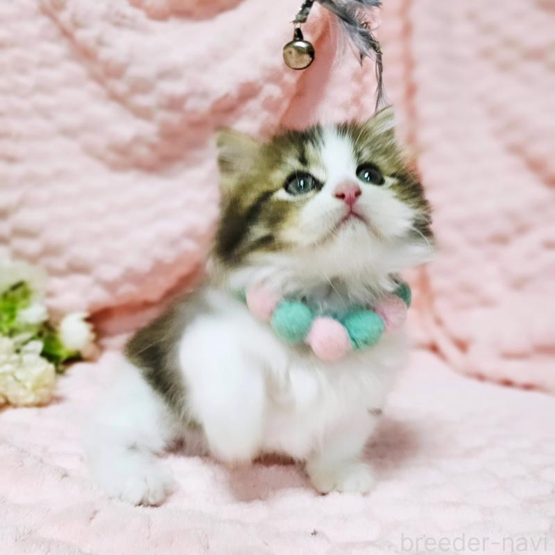 販売中の茨城県のミヌエット(短足)-130239の15枚目