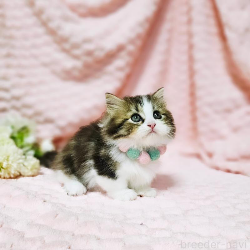 販売中の茨城県のミヌエット(短足)-130239の14枚目