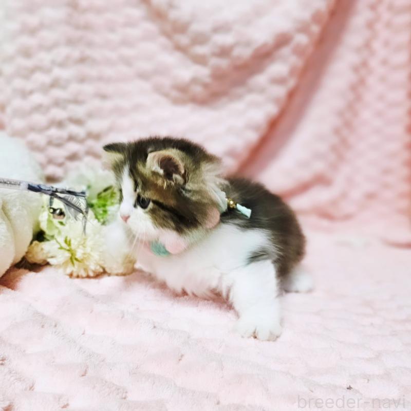 販売中の茨城県のミヌエット(短足)-130239の13枚目