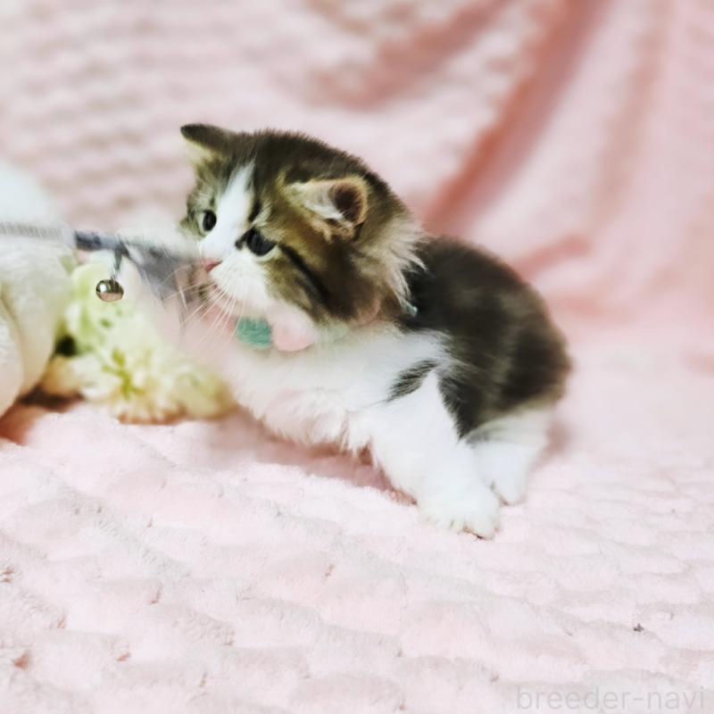 販売中の茨城県のミヌエット(短足)-130239の12枚目