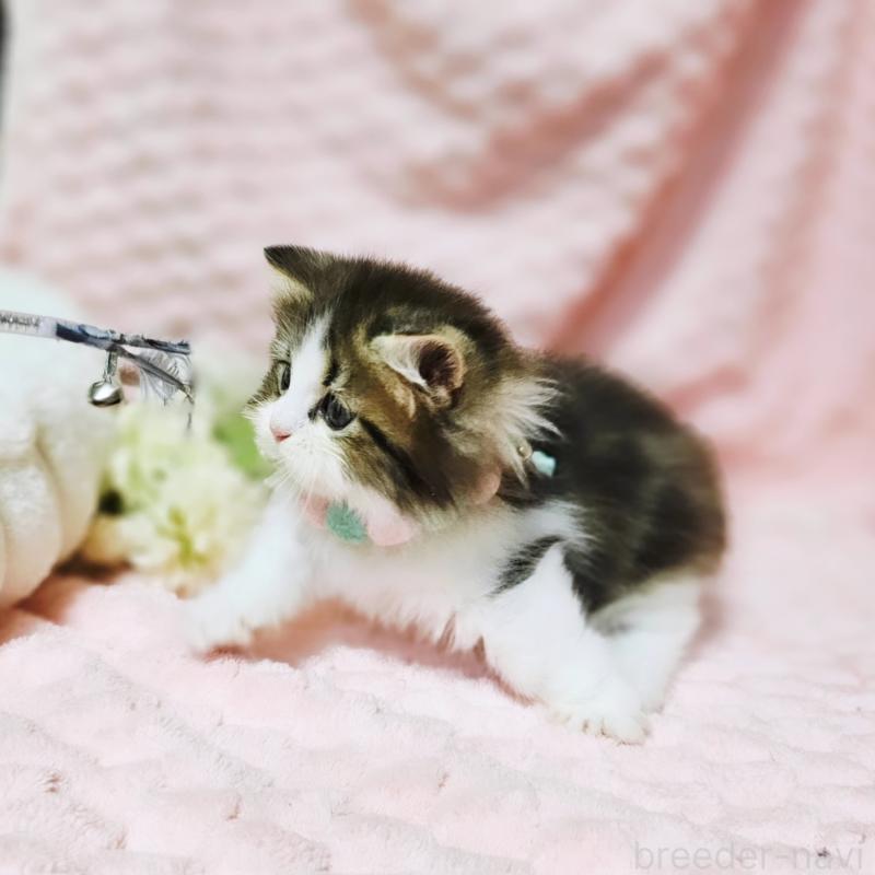 販売中の茨城県のミヌエット(短足)-130239の11枚目