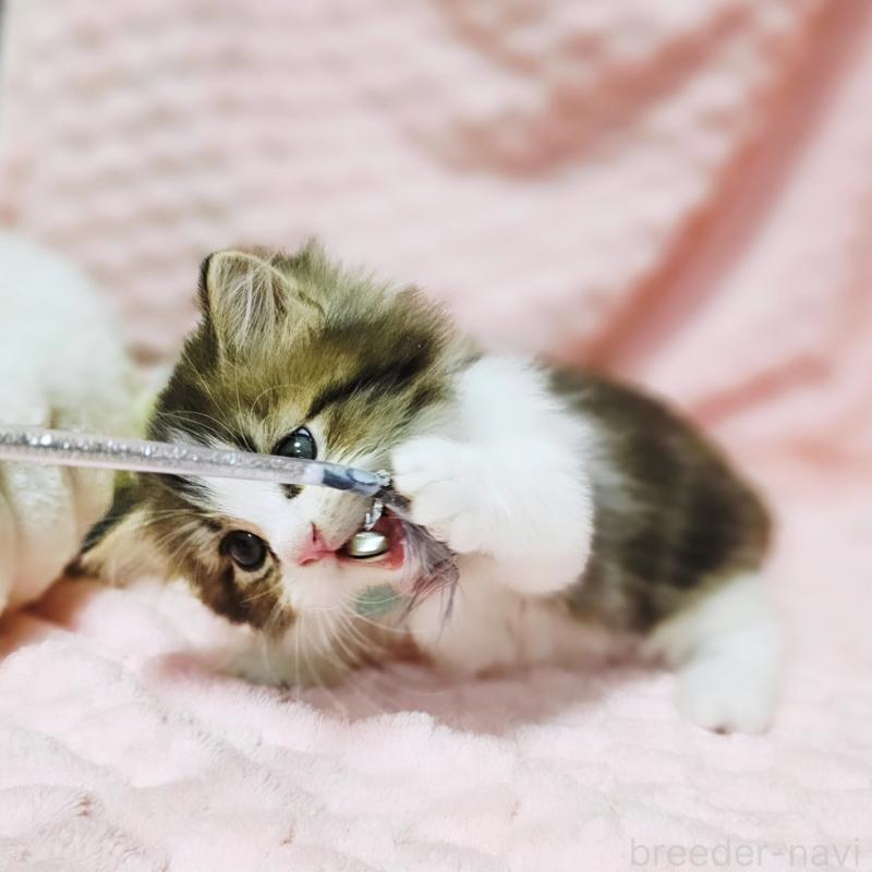 販売中の茨城県のミヌエット(短足)-130239の10枚目