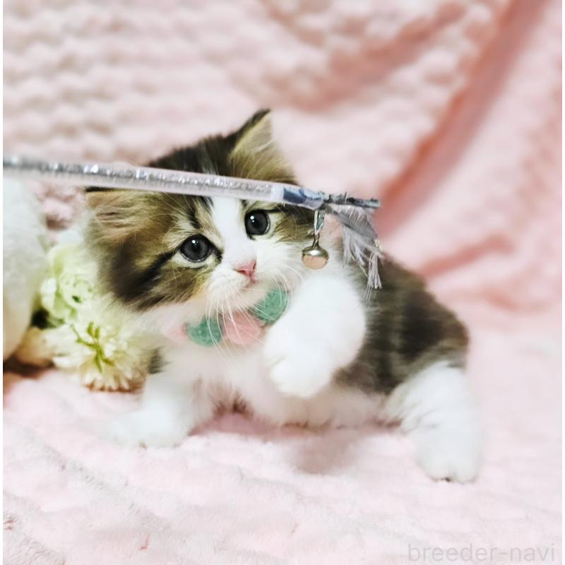 販売中の茨城県のミヌエット(短足)-130239の9枚目