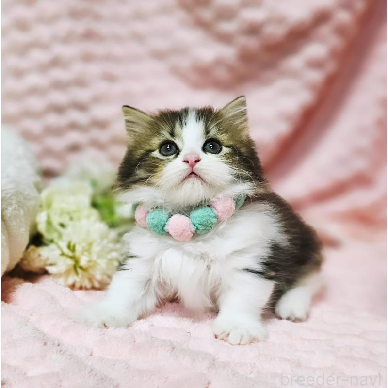 販売中の茨城県のミヌエット(短足)-130239の8枚目