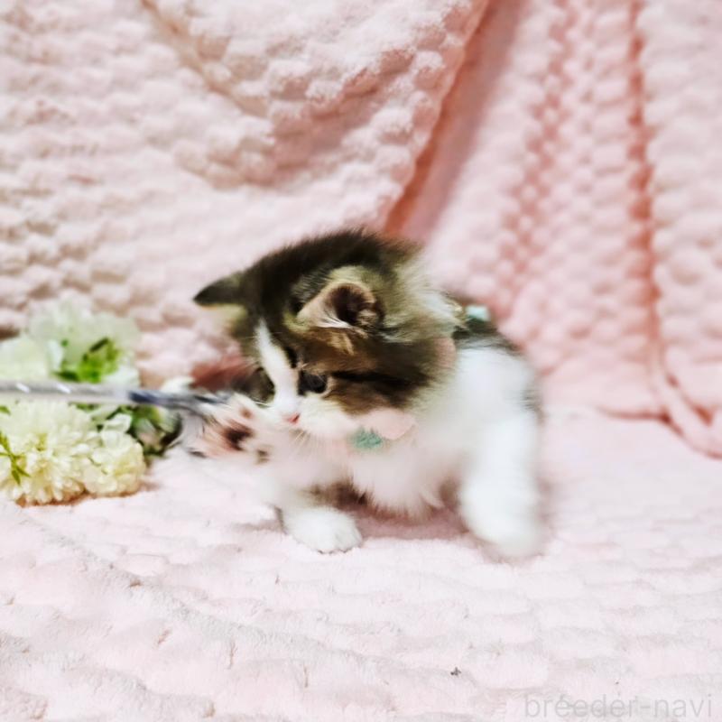 販売中の茨城県のミヌエット(短足)-130239の7枚目