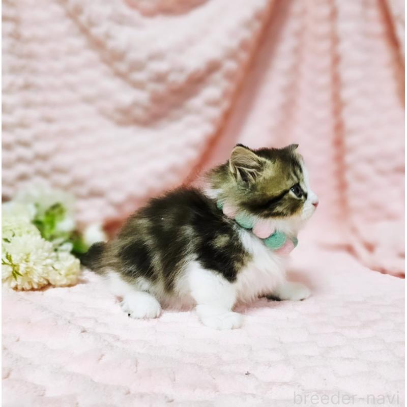 販売中の茨城県のミヌエット(短足)-130239の6枚目