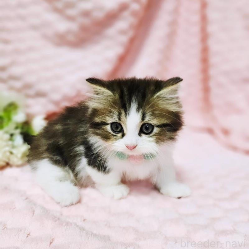 販売中の茨城県のミヌエット(短足)-130239の5枚目