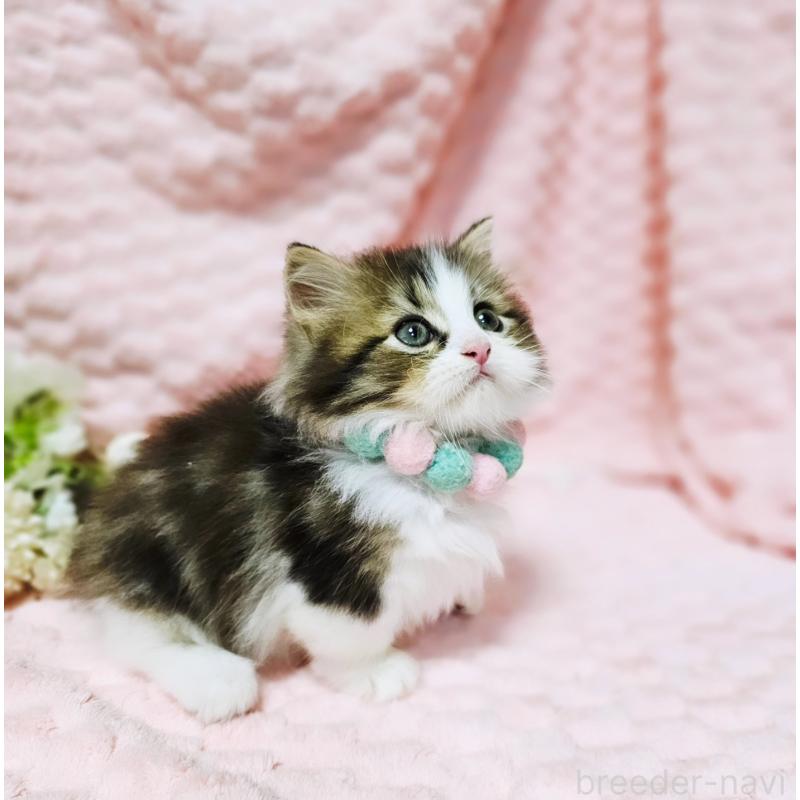 販売中の茨城県のミヌエット(短足)-130239の4枚目