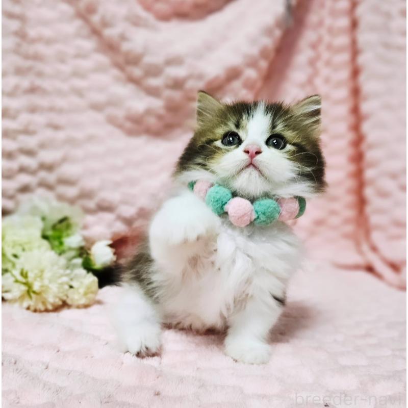 販売中の茨城県のミヌエット(短足)-130239の3枚目